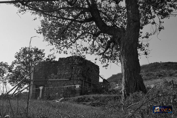 rudere sotto un albero.JPG